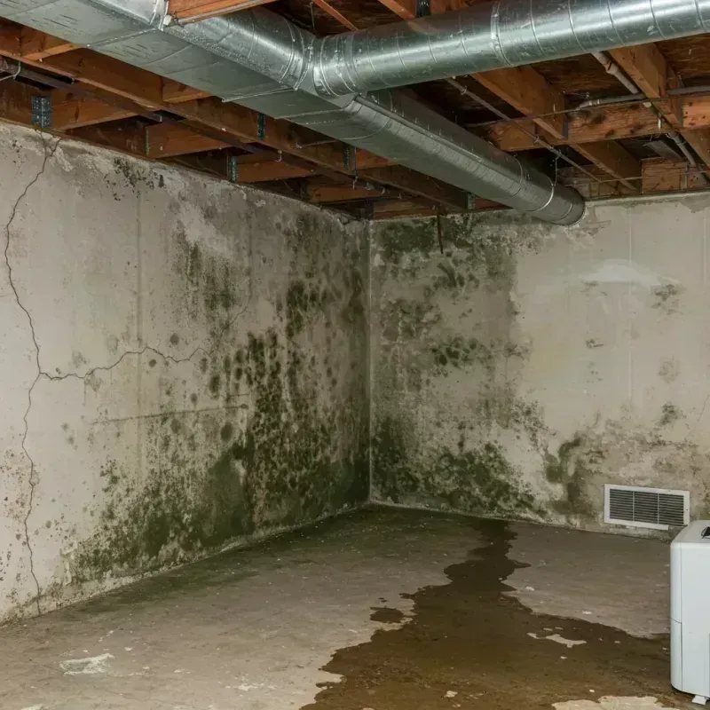 Professional Mold Removal in Shady Side, MD